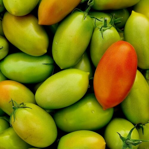 Pomodoro San Marzano Verde/Rosso