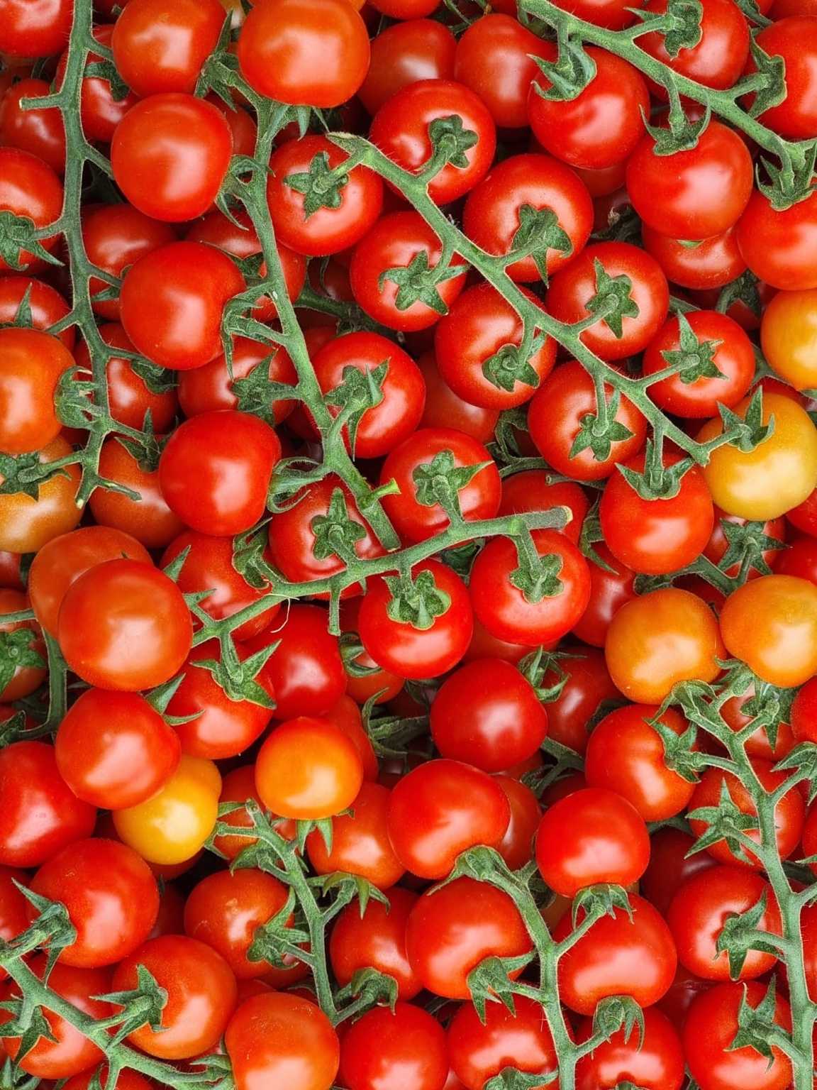 Pomodoro Ciliegino 🍅