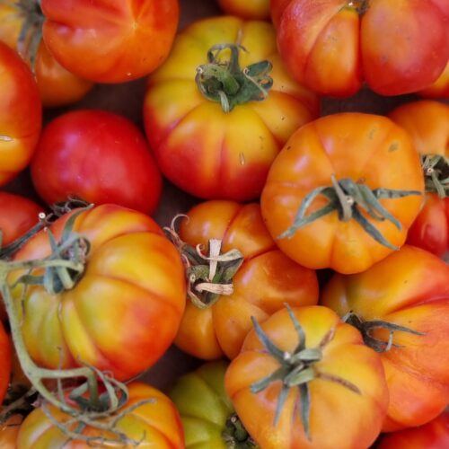 Pomodoro Costoluto (Maturo)