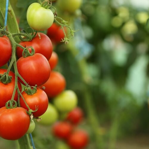 Pomodoro Ciliegino (2ªcat.)