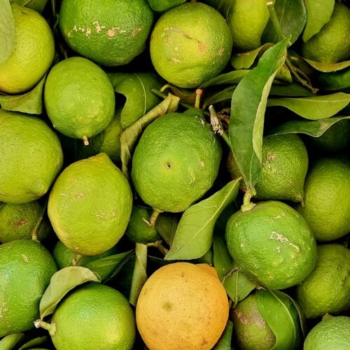 Limone Verdello (Buccia Edibile) 🍋‍🟩