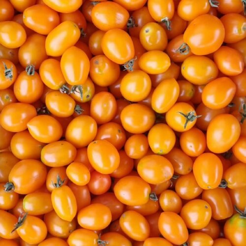Pomodoro Datterino Giallo