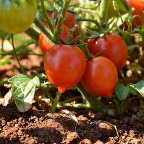 Pomodoro Fiaschetto 🍅