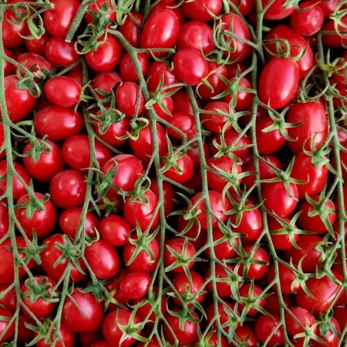 Pomodoro Datterino 🍅