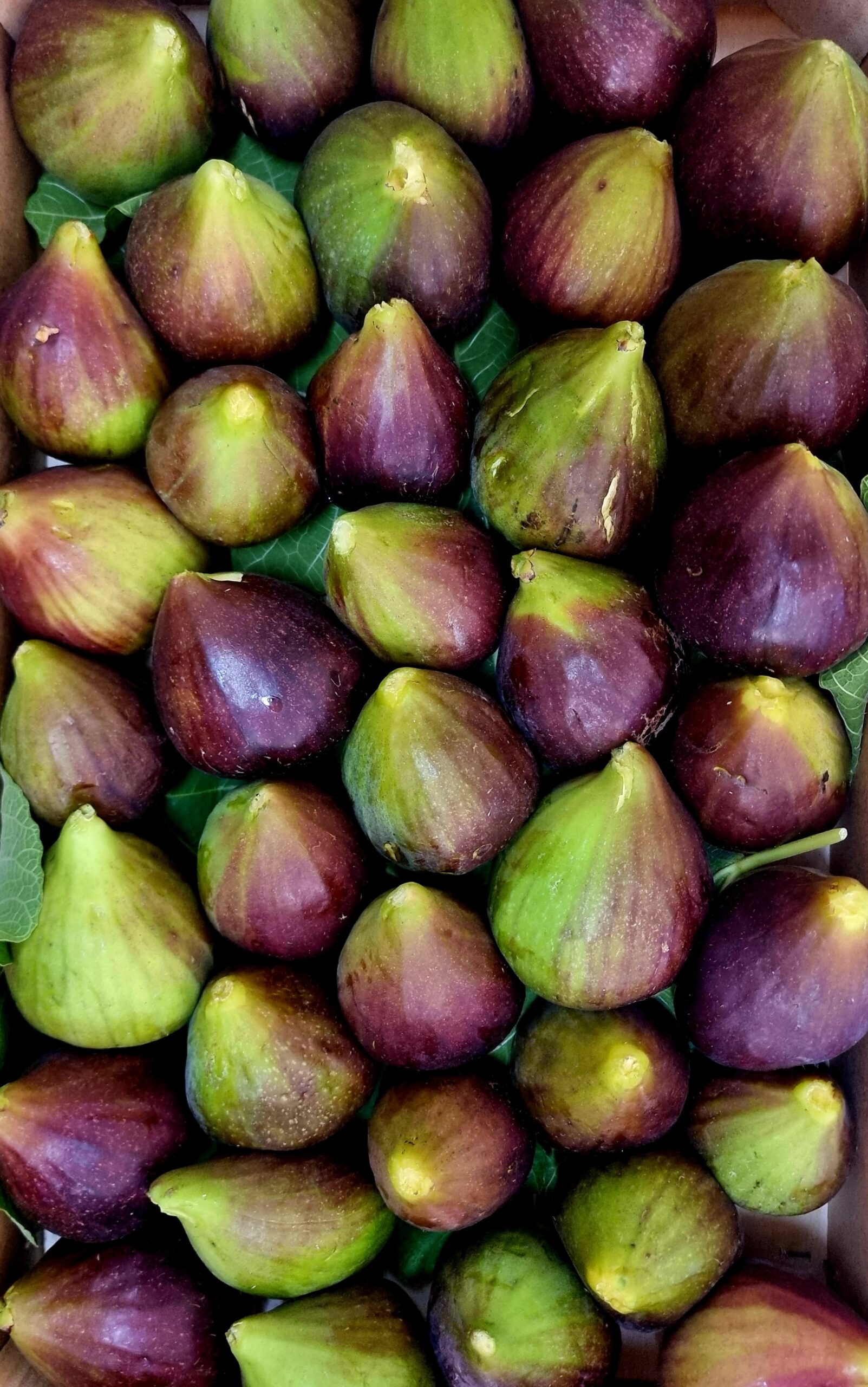 Fioroni (Culumbi)
